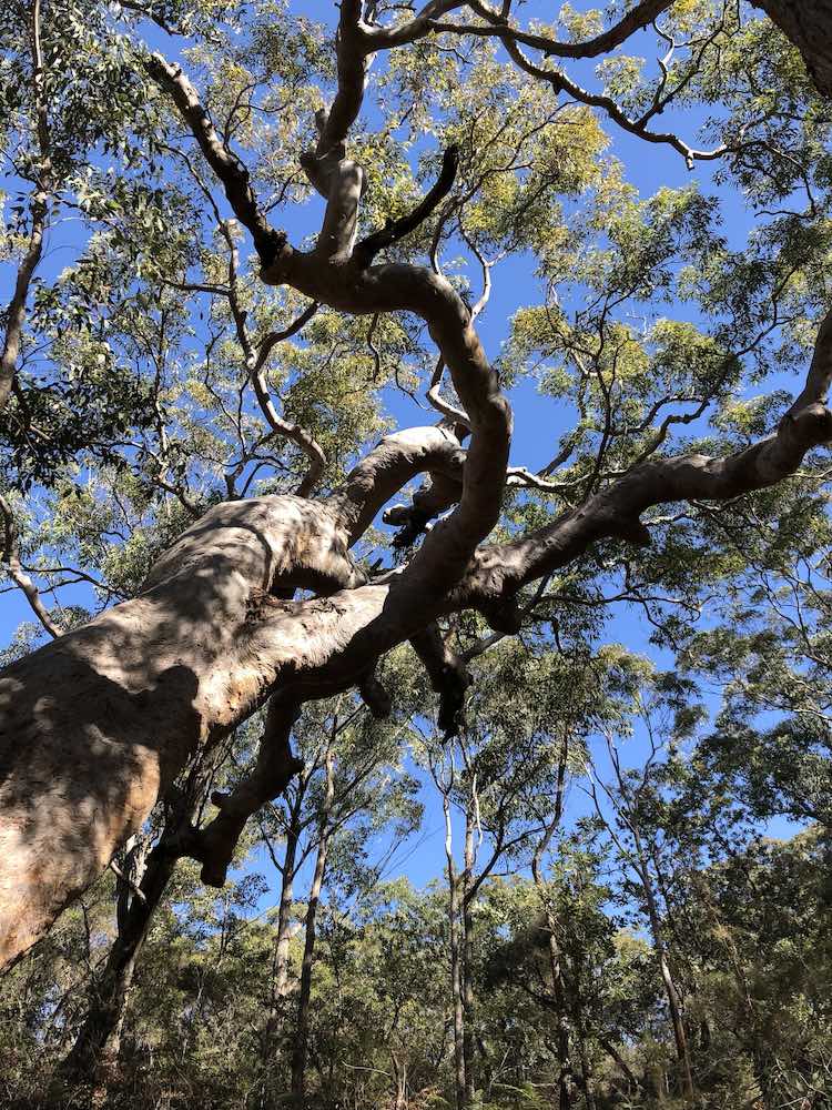 Angophora in Bouddi National Park