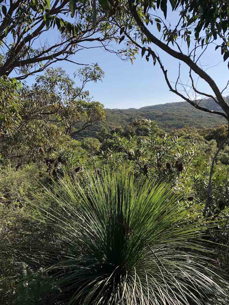 Xanthorrhoea in Bouddi National Park