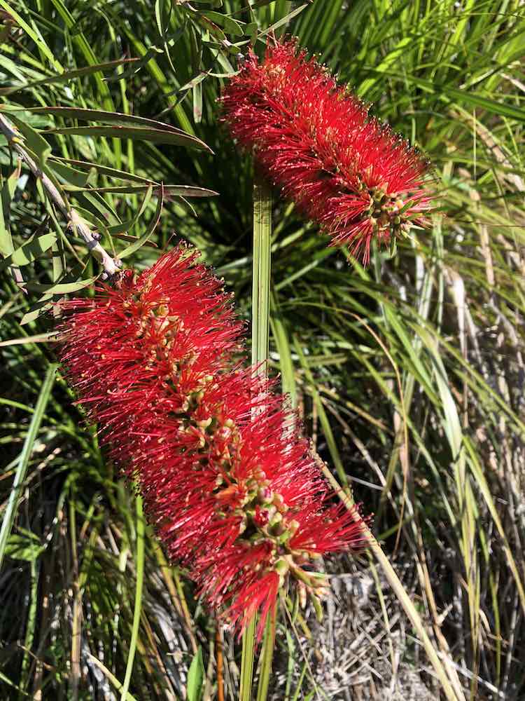 Red bottle brush (Callistemon) in Bouddi National Park