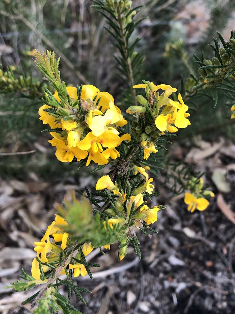 Dillwynia elegans - Bouddi National Park wildflowers