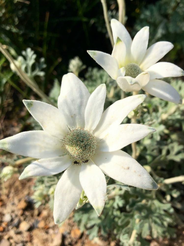 Spring wildflowers - Flannel flower in Bouddi National Park