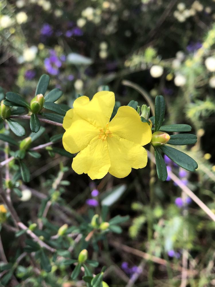 Guinea Flower - Hibbertia Bouddi National Park Wildflowers