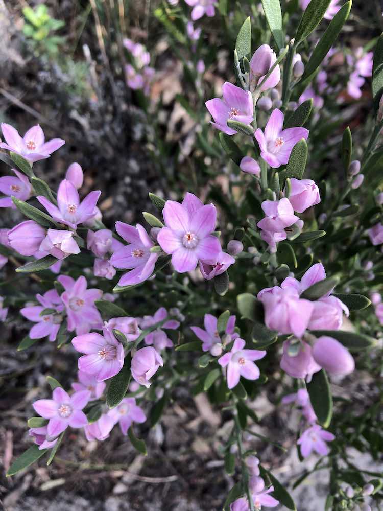 Bouddi National Park wildflowers