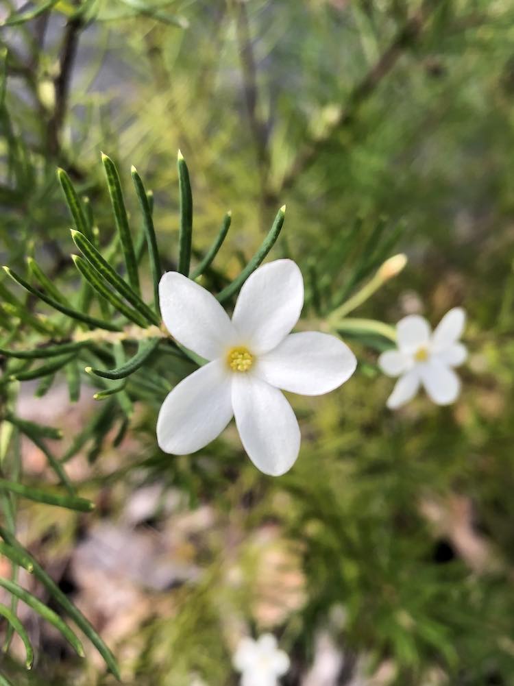 Bouddi National Park wildflowers