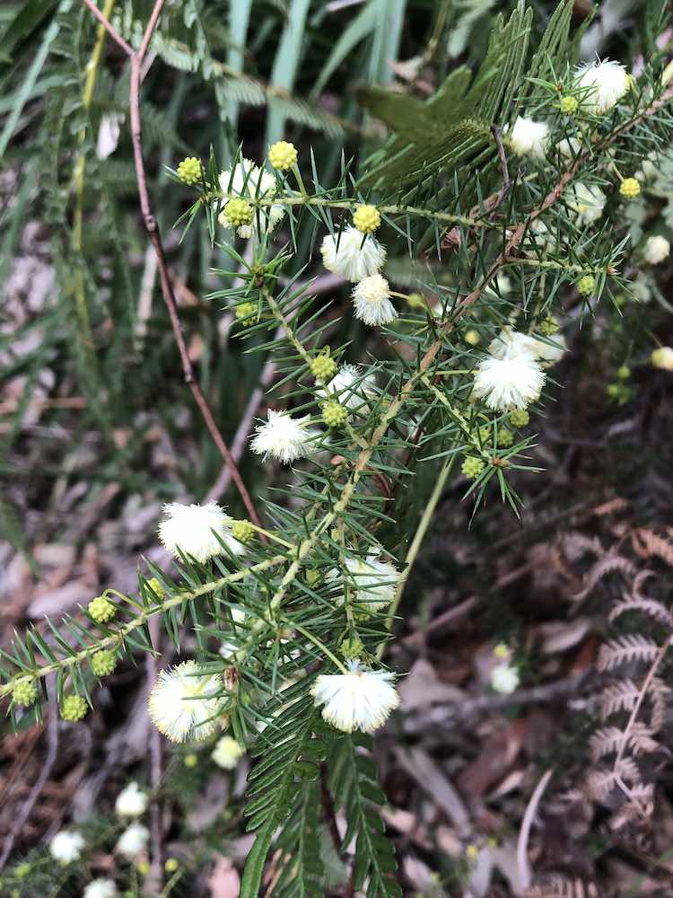 Prickly Moses - Bouddi National Park wildflowers