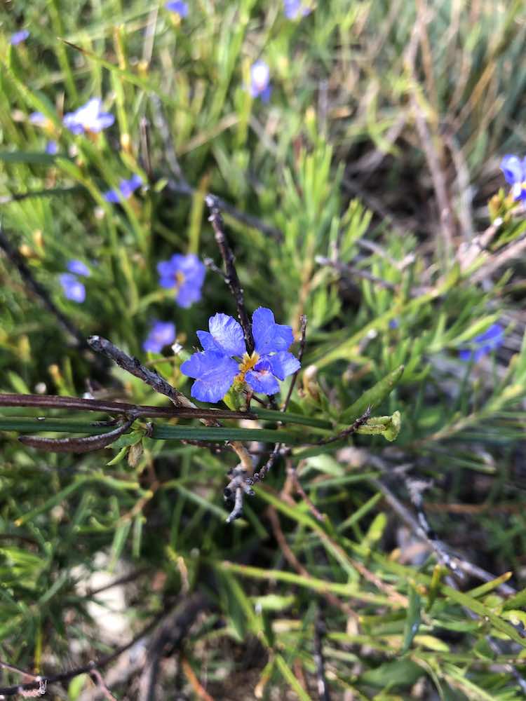 Bouddi National Park Wildflowers