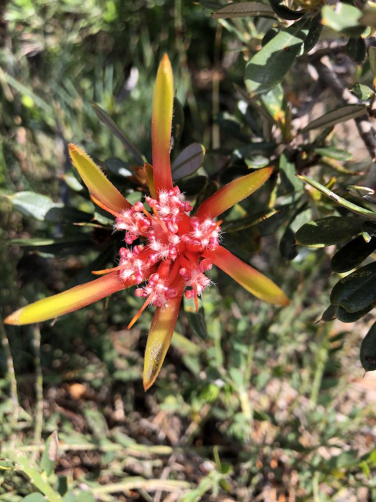 Red Mountain Devil - Bouddi National Park wildflowers