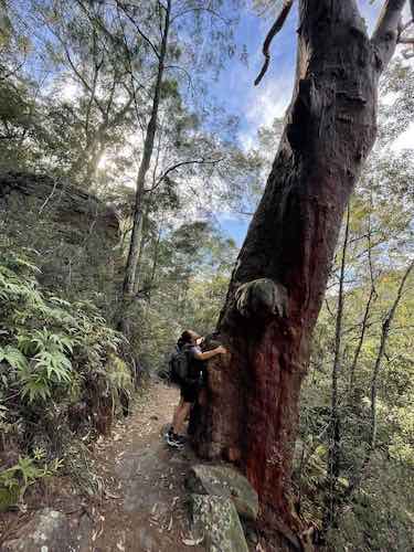 Elixir Journeys Remedy Walk