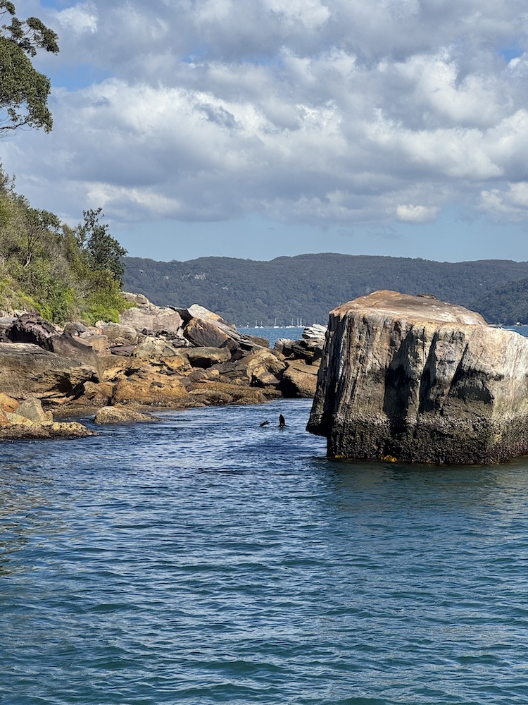 Seals on a Walk. Eat. Sail experience with Elixir Journeys.