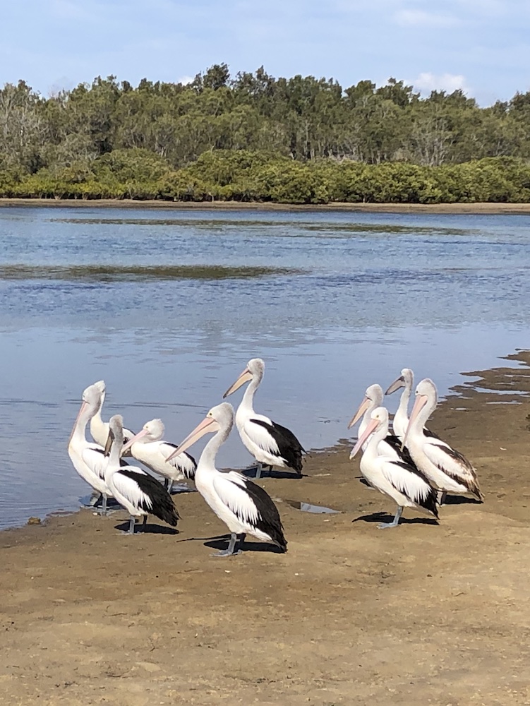 Pelicans on the Central Coast